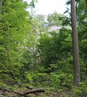 Natrliche Begrenzung der Burg Leienfels im Norden / Nordosten